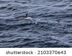 Type B Antarctic Killer Whale...