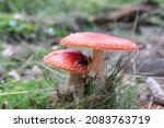 Fly Agaric Pair In The Forest