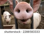 Small photo of curious pig sticks his snout through the steel gate