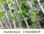 Small photo of The green leaves of quaking aspen (Populus tremuloides) in the willow family (Salicaceae)