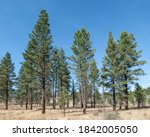 A stand of Ponderosa Pine (Pinus ponderosa) woodland vegetation community type in Fremont-Winema National Forest outside Lakeview, Oregon