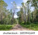 Small photo of Dirt Road through Aspen tree forest to Jarbidge Campground near the Upper Bluster Camping Site in the Humbolt-Toiyabe National Forest, Elko County, Nevada