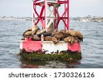 Small photo of Sea lions are on the red and white bell buoy. Sea life in the ocean . Animal are sleeping images. Marking the entrance to the harbor. Warn boats and ship that are rock bear by. Ships navigation.