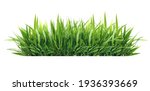 Isolated Green Grass On A White ...