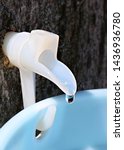Small photo of Close-up of white plastic sap spile in maple tree with sap dripping heavily into a blue plastic pail while making syrup March of 2019