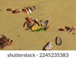 Picture Of Mussel Shells On The ...