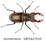The European stag beetle Lucanus cervus male is species of stag beetle from family Lucanidae. Dorsal view of male stag beetle Lucanus cervus isolated on white background.