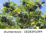 Black Elderberry Is A Medicinal ...