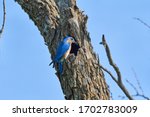 Male Eastern Bluebird  Sialia...