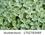 Close-up Macro of Horehound plant growing in Texas. Green background pattern