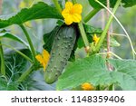Green Cucumber On A Branch With ...