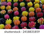 Small photo of Beautiful Colorful Gymnocalycium mihanovichii grafted cactus cactus on pot in the garden.Selective focus Gymnocalycium grafted cactus or moon cactus.
