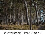 Baltic Sea Coastline Forest  In ...