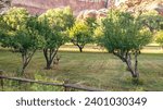 Small photo of Wide shot of deer on pasture inside apple orchard in Capitol ree national park in Utah, America