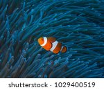 Orange nemo clown fish in the beautiful vivid green anemone. Pair of nemo clown fish living on the tropical reef. Bright orange fish, vivid blue background.