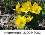 Small photo of Spring flowering of marsh yellow flowers of terry marsh marigold marsh, other names (mullein, cow lily, common marsh marigolds)
