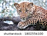 Portrait Of A Leopard Seen On...