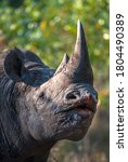 Small photo of Portrait of a Black Rhino Bull in South Africa. The Black Rhino is also called a Hook-Lipped Rhino.
