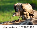 A White Backed Vulture Feeding...