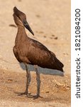 Small photo of A Hammerkop seen on a safari in South Africa