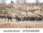 A Herd Of African Elephants...