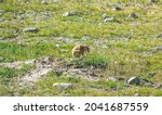 The Long Tailed Ground Squirrel ...