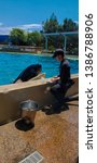 Small photo of San Diego, California/United States - August 20 2018: A SeaWorld trainer calls over Shamu during feeding time