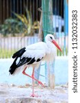 Small photo of White Stork in Zoo