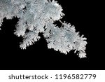 A branch of a conifer tree in the snow on a black isolated background. Winter.