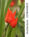 Tulipa Botanical Praestans Van...