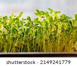 Small photo of Growing Watercress sprouts. Sprouting Microgreens. Cress salad seed Germination at home. Vegan and healthy eating Green living concept. Sprouted Lepidium sativum Seeds, Micro greens. Organic food
