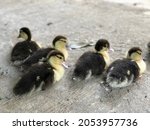 Group Of Young Muscovy Ducks On ...