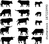 Cow Collection   Vector...