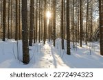 a winter forest scenery with sun shining trough the trees.