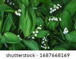 Lily Of The Valley Flowering...