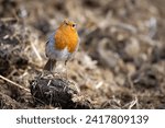 Small photo of Portrait og a robin perched on a muck heap looking forward.