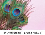 A Peacock Feather On Pink...