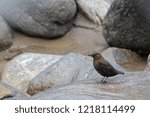 Small photo of Found in Naran at the hight of 4400 meters. The Brown Dippers move around streams and very attractive to watch in Pakistan