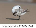 Sanderling, Calidris alba, winter plumage bird preening