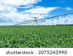 Small photo of Selective focus of soy leaves plantation with central pivot irrigation machine on sunny summer day. Concept of agriculture, environment, soybeans field, ecology, technology, agronomy, economy.