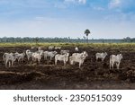 Cattle pasture and Amazon rainforest trees deforestation. Destroyed land in livestock farm. Amazonas, Brazil. Concept of environment, ecology, global warming, climate change.