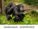 Small photo of A chimpanzee grooming a fellow chimpanzee for lice and other insects.