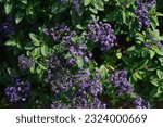 Small photo of Purple heliotrope flowers bloom in the garden in summer