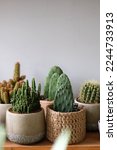 Small photo of Succulent plants and cactuses on wooden shelve in pots, closeup. Green echeveria succulents and cactus plants collection with grey background at the plants shop.