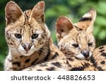 Serval Young  Leptailurus...