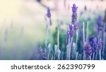 Lavender Background 2