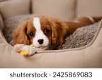 Small photo of Cute Cavalier King Charles Spaniel puppy chews on his favorite toy while lying on the dog bed. Relief from itching of growing teeth. Young puppy playing with his chew toy.Happy puppy. Postcard