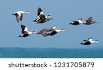 Small photo of Eider Ducks male and female above the sea.