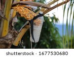 Small photo of Neera, also called palm nectar, is a sap extracted from the inflorescence of various species of toddy palms and used as a drink