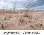 Dry Grass In Sandy Dunes By...